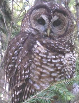 Threatened Northern Spotted Owl